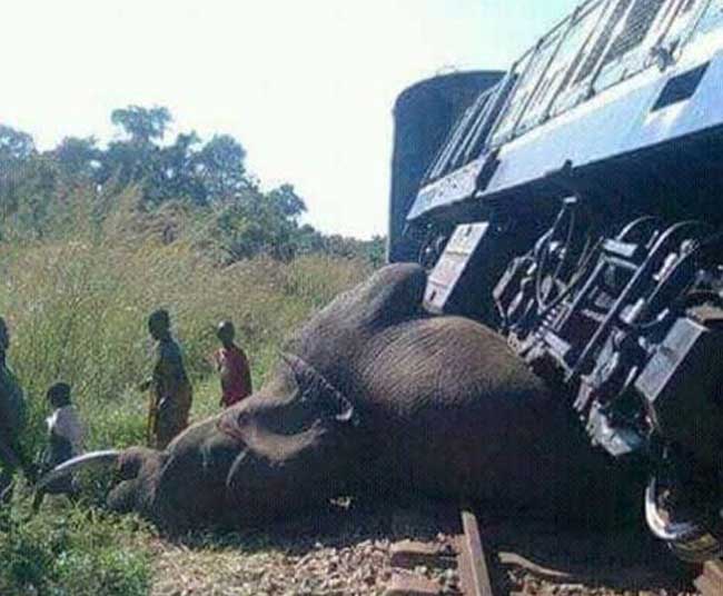 Elephants near railway